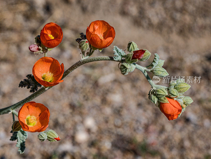 黄锦葵(Sphaeralcea ambigua)是一种开花植物，俗称沙漠锦葵或杏锦葵，是锦葵科锦葵属的成员。亚拉巴马山是一系列丘陵和岩层。